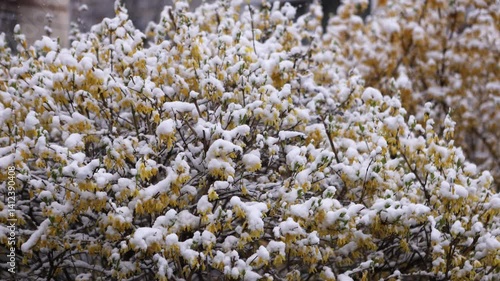 Wallpaper Mural Snow-covered bush of blooming yellow forsythia Torontodigital.ca