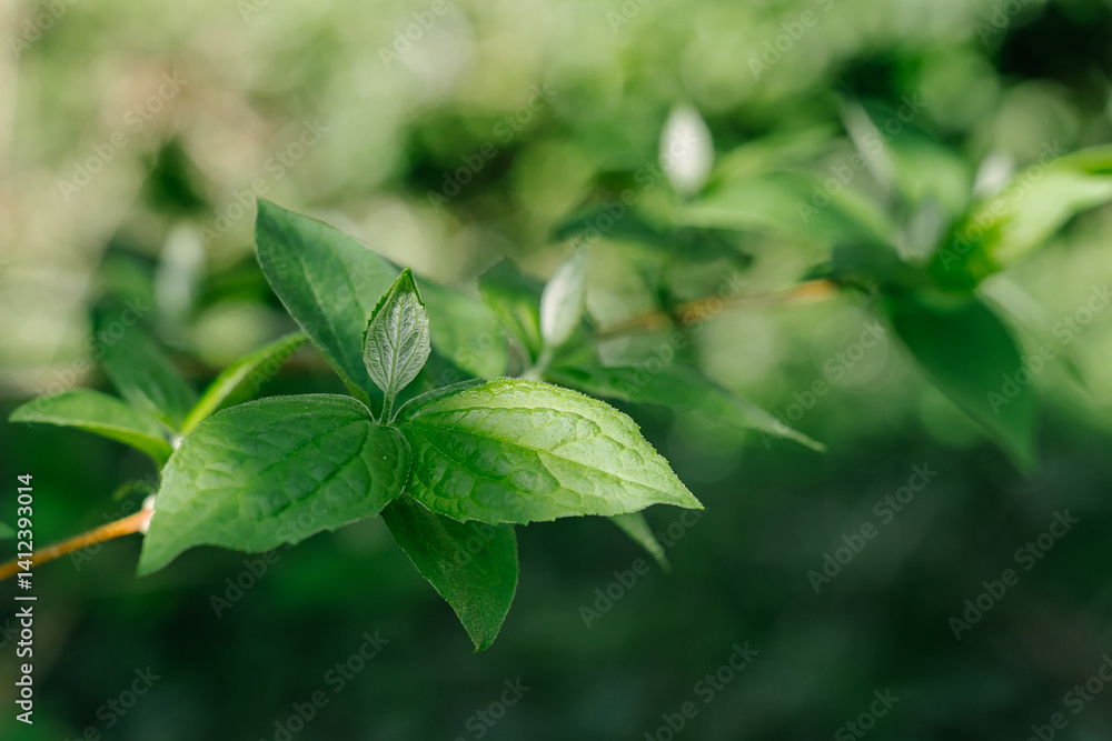 fresh green leaves in a garden fresh green leaves in a garden