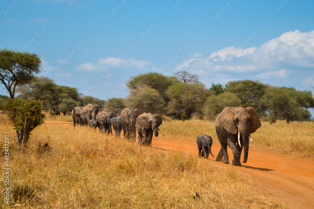 Obraz premium An Elephant Herd in a National Park in Tanzania, Africa