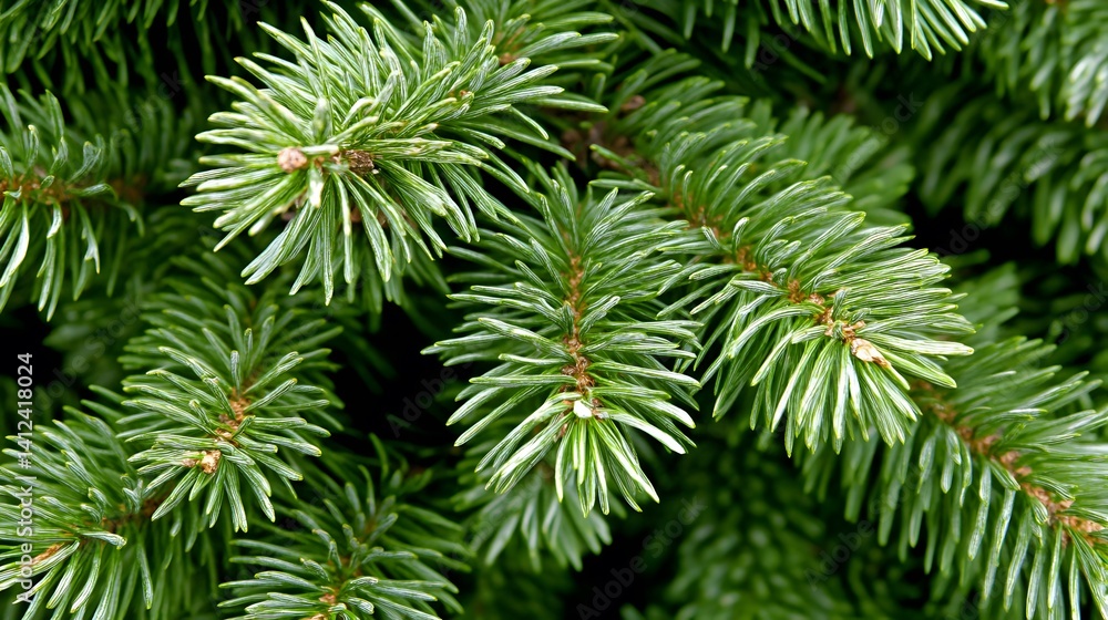 Lush Green Fir Tree Branches Close Up Texture Lush Green Fir Tree Branches Close Up Texture