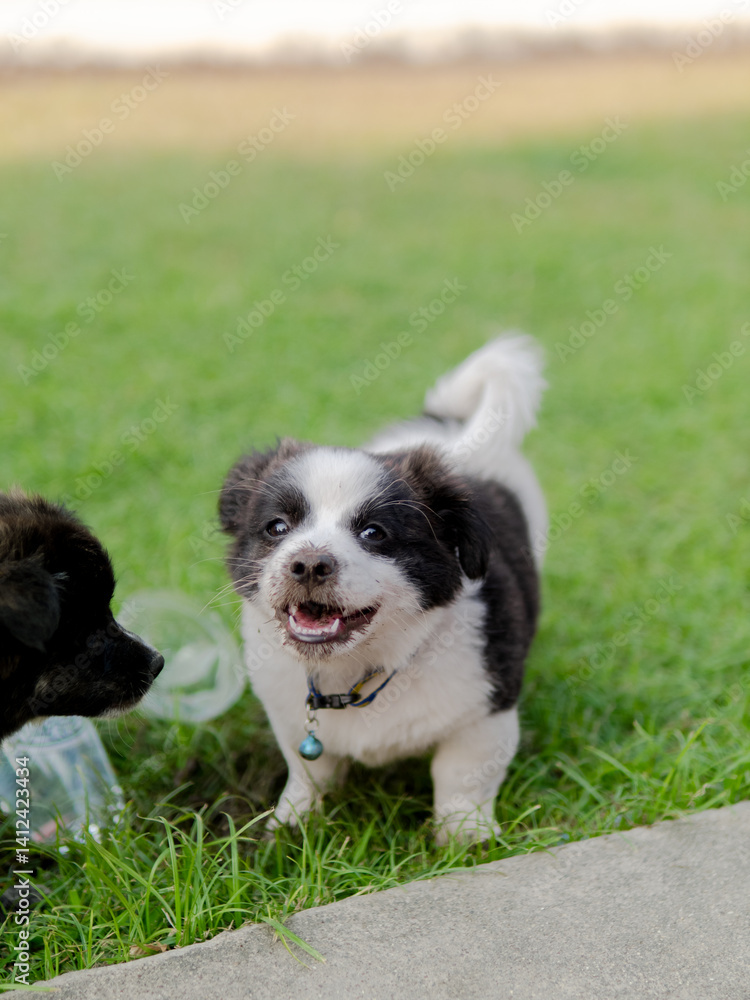 two dogs on the grass two dogs on the grass