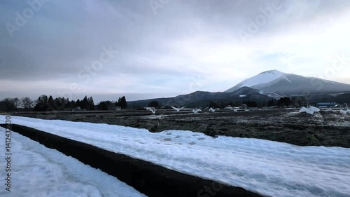 夕暮れの田んぼで休む白鳥達