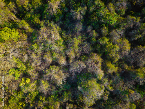 Obraz na płótnie Aerial view various tree leaf tropical rainforest on island background w salonie