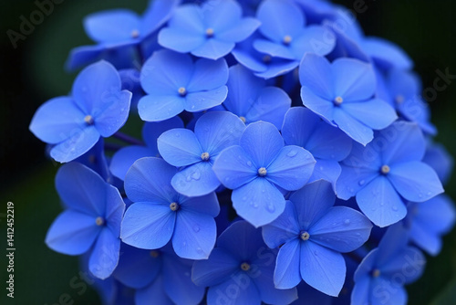 bunch of blue flowers with water droplets on them
