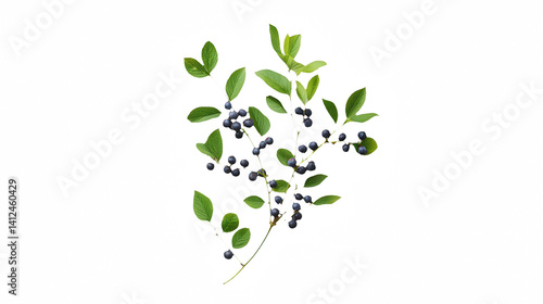 a branch of blueberries with green stems on a transparent background, PNG image, PNG file, Generative art.