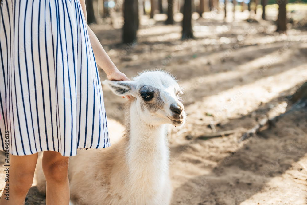 Obraz premium Young child in a striped dress pets a calm llama in a sunlit forest