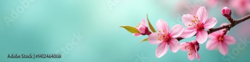 Delicate pink cherry blossoms on a branch, soft teal background , aesthetic, design
