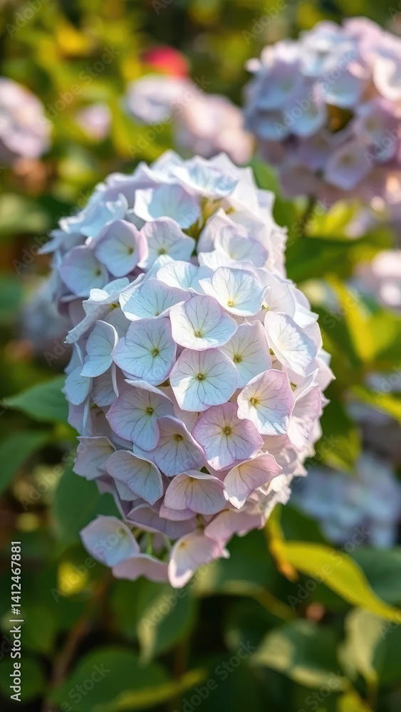 Delicate hydrangea blooms sway gently in summer breeze, garden, bloom, delicate Delicate hydrangea blooms sway gently in summer breeze, garden, bloom, delicate