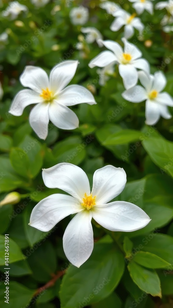 Delicate jasmine flowers with intricate white petals and yellow centers in a lush green garden, elegant, leaves, garden Delicate jasmine flowers with intricate white petals and yellow centers in a lush green garden, elegant, leaves, garden