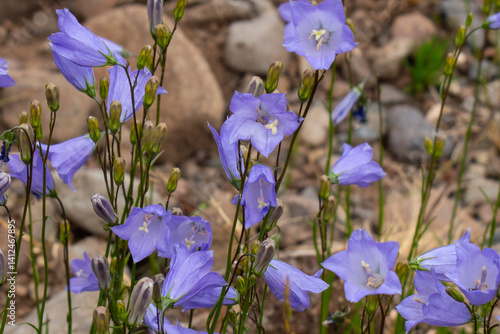 Group of harebell wild flowers