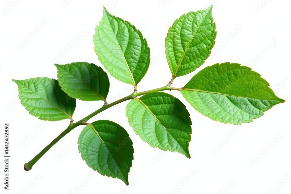 Large isolated branch with leaves on white background, white background, , plant Large isolated branch with leaves on white background, white background, , plant