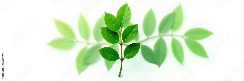 Single eucalyptus leaf isolated against white background, leaf, green Single eucalyptus leaf isolated against white background, leaf, green