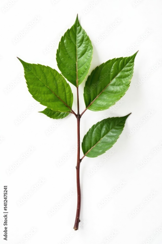 Obraz premium Single isolated tree branch on white background, clean, rustic decor