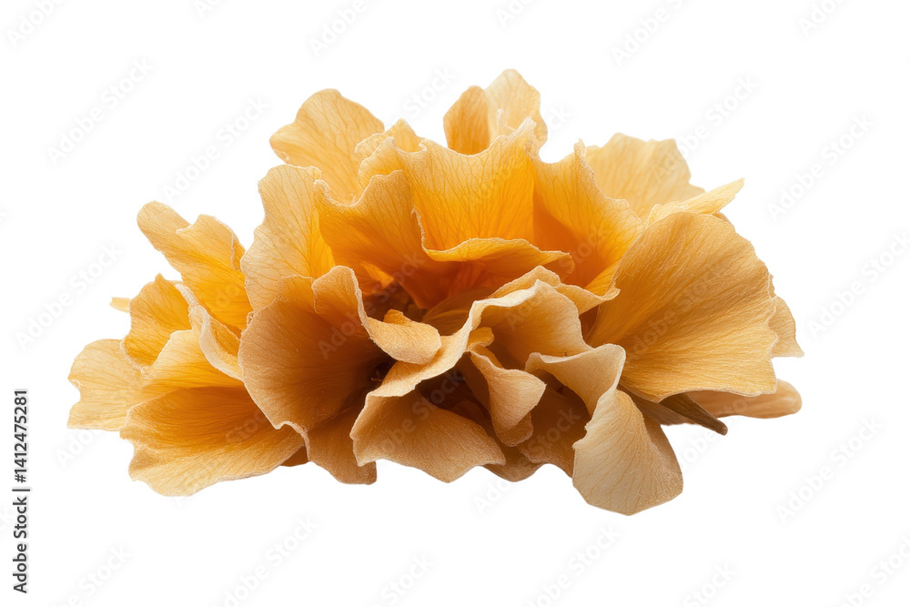 Soft Yellow Flower Petals with Delicate Ruffled Edges on Black Background Soft Yellow Flower Petals with Delicate Ruffled Edges on Black Background
