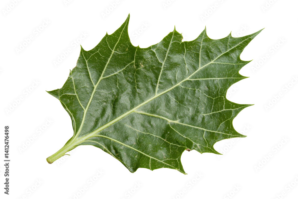 Fototapeta premium Green Maple Leaf with Unique Shape and Textured Surface Isolated