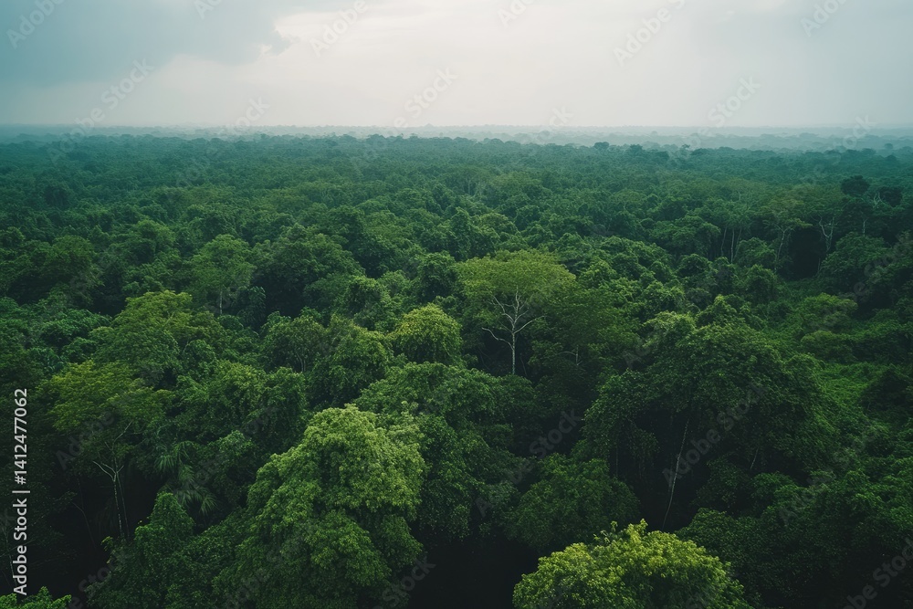 Lush green rainforest canopy Lush green rainforest canopy
