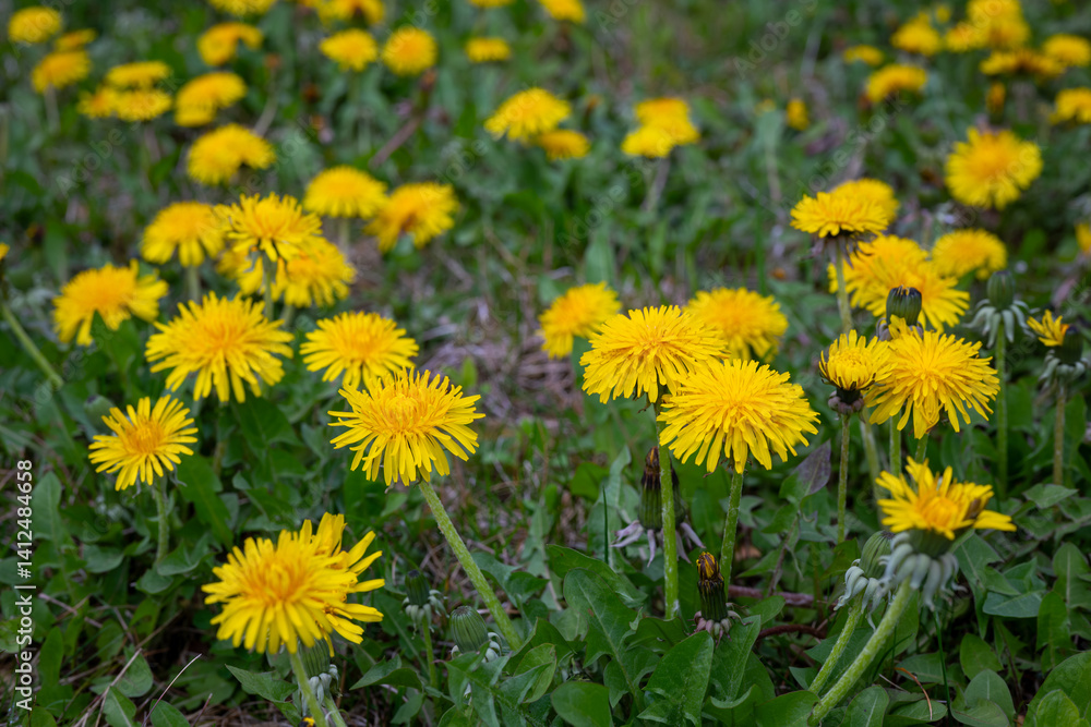 Close up of yellow dandelions on green grass background meadow Close up of yellow dandelions on green grass background meadow