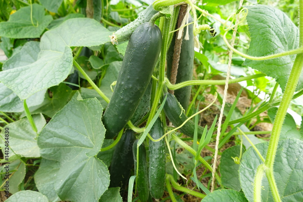 Obraz premium cucumber plant with a lot of fruit production. cucumber plant growing on a trellis of plants