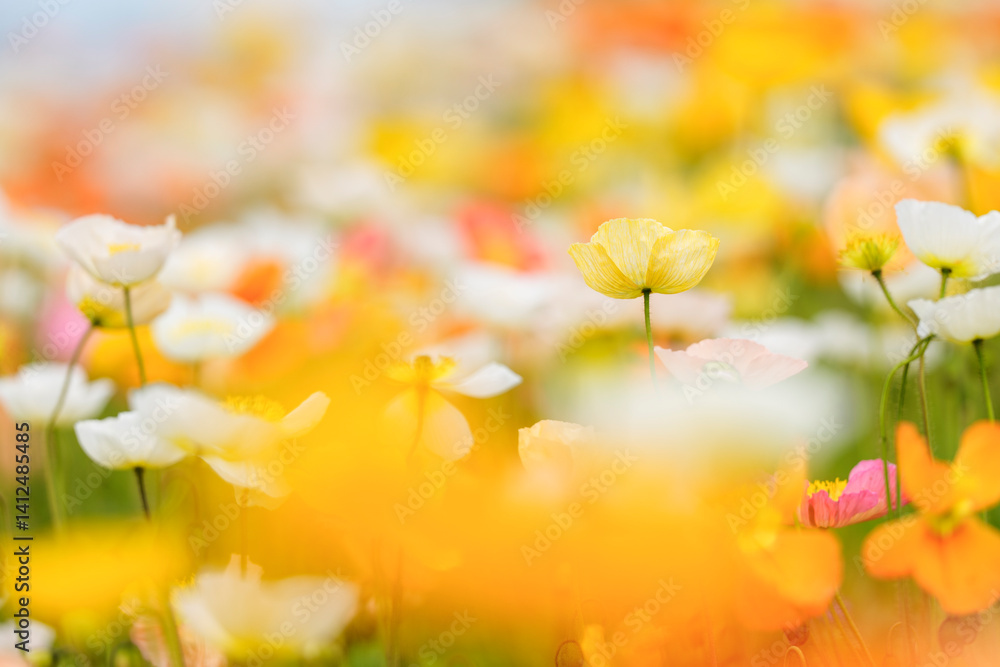 Obraz premium 春の花々に囲まれて咲く黄色いアイスランドポピー Yellow Iceland Poppy Surrounded by Spring Flowers