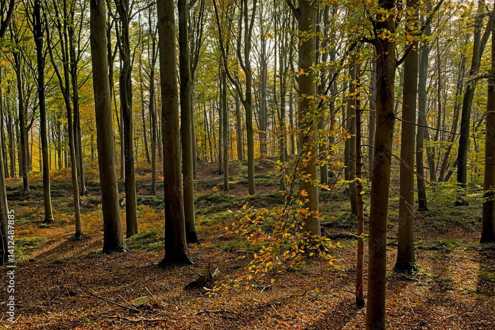 Fototapeta premium Hiking trail through Muziekbos forest in the flemish countryside on a sunny autumn day.