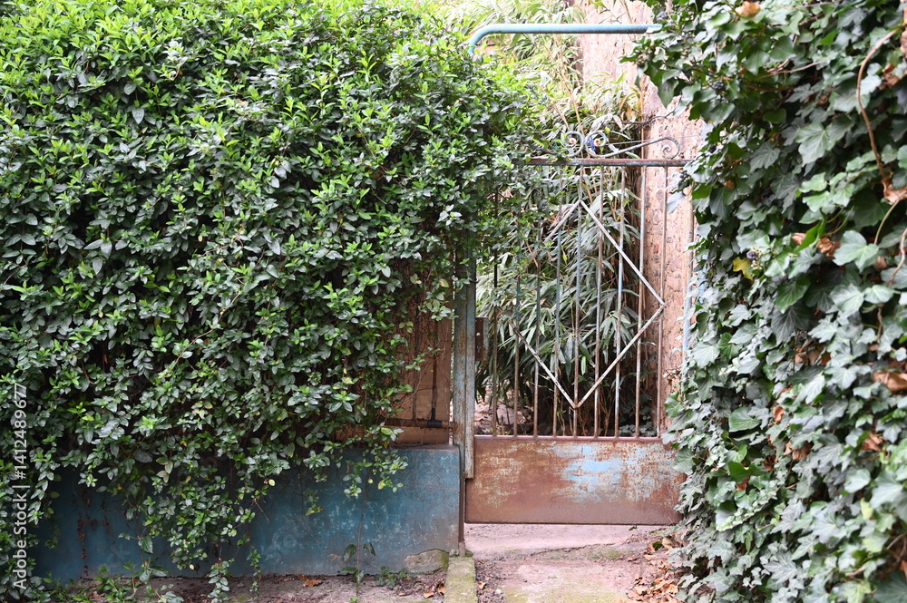 Overgrown entrance to a secluded garden features an ornate metal gate surrounded by lush greenery