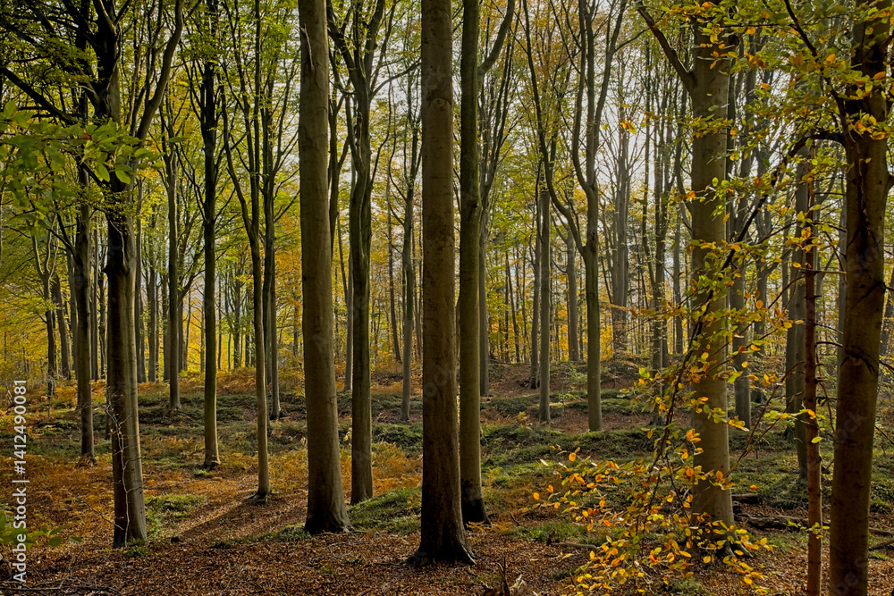 Fototapeta premium Autumnal Muziekbos woods, Ronse, Flanders, Belgium 