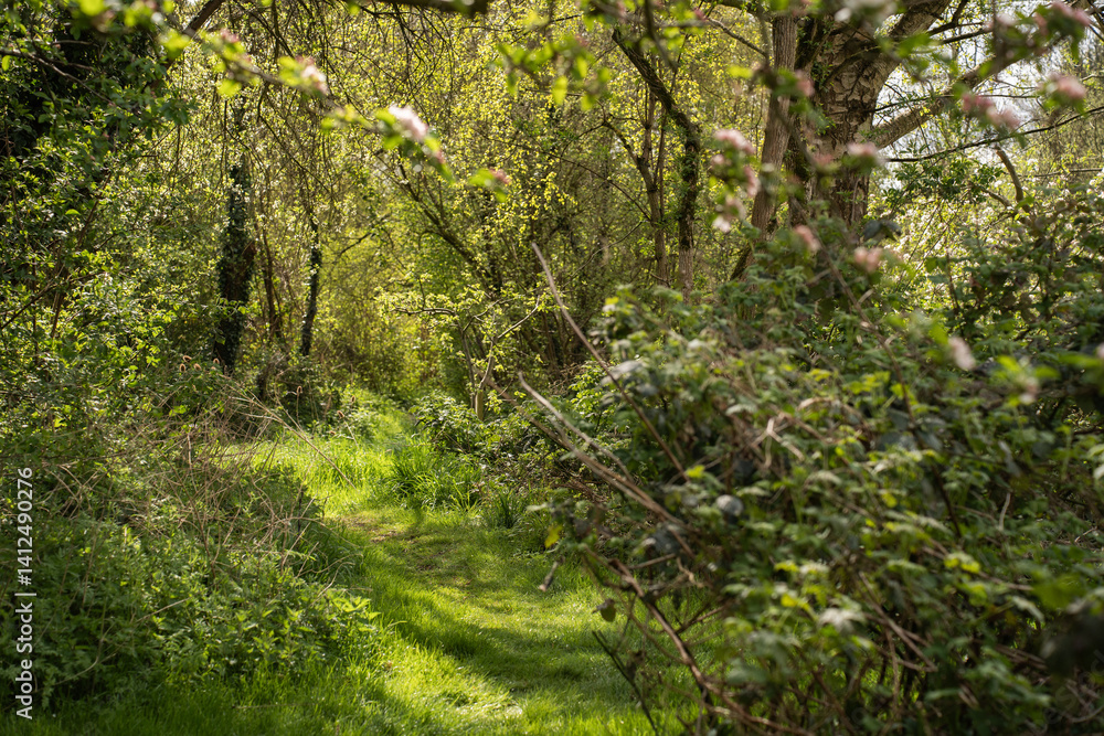 Obraz premium secret garden in wild wooded area