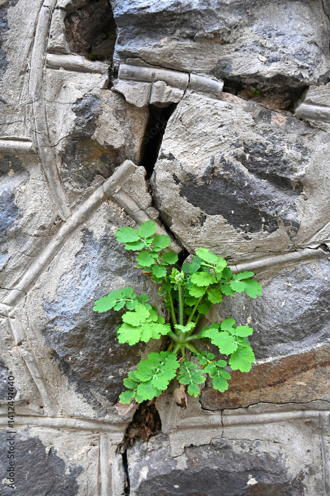 Green plant thriving in the cracks of an ancient stone wall in a quiet outdoor setting