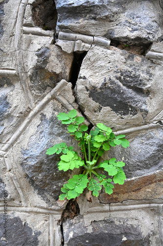 Obraz na płótnie Green plant thriving in the cracks of an ancient stone wall in a quiet outdoor setting w salonie
