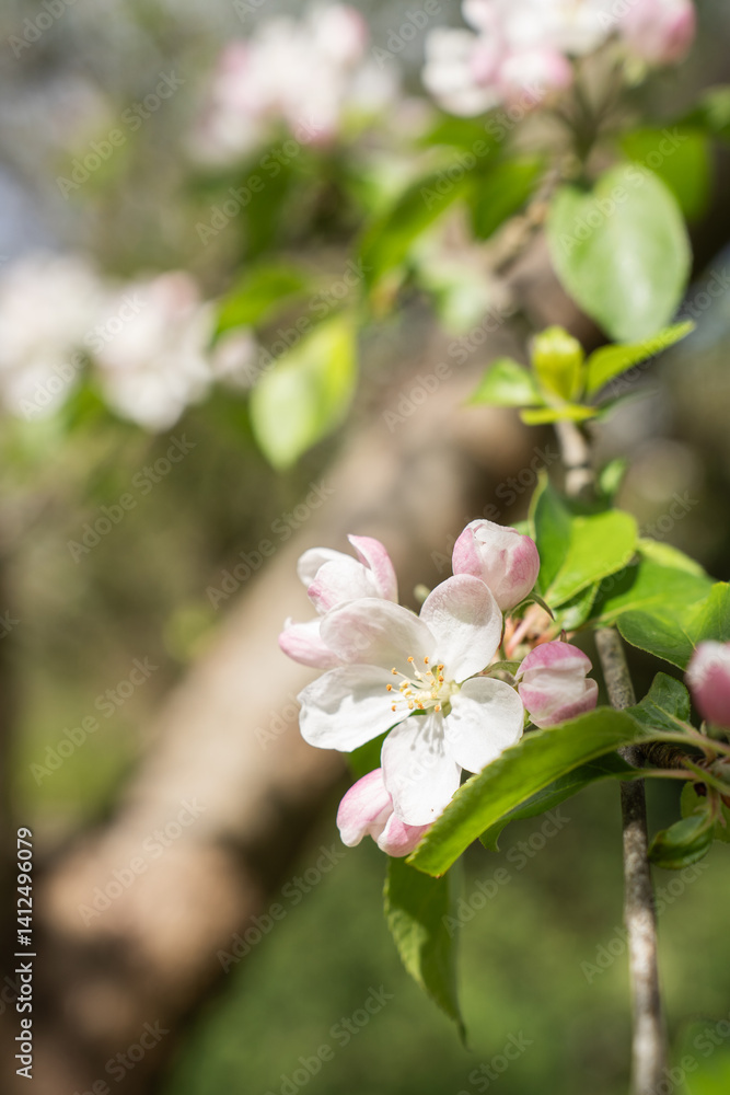Obraz premium apple tree blossom with green leaves