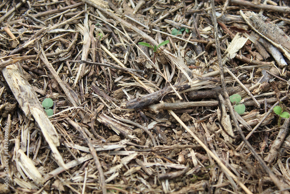 Crushed plant stem background, close up view Crushed plant stem background, close up view