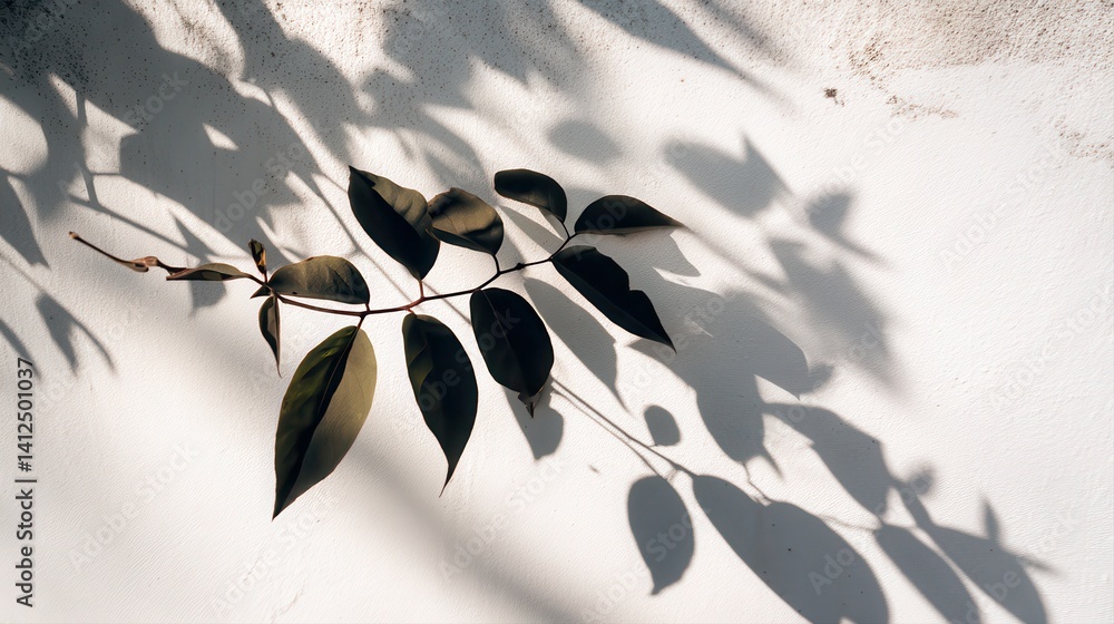 Abstract natural tree leaves shadow on white wall background with soft sunlight and minimal botanical pattern overlay. black and white flower Abstract natural tree leaves shadow on white wall background with soft sunlight and minimal botanical pattern overlay. black and white flower