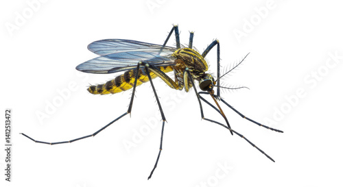 Tableau sur toile Isolated Mosquito Insect