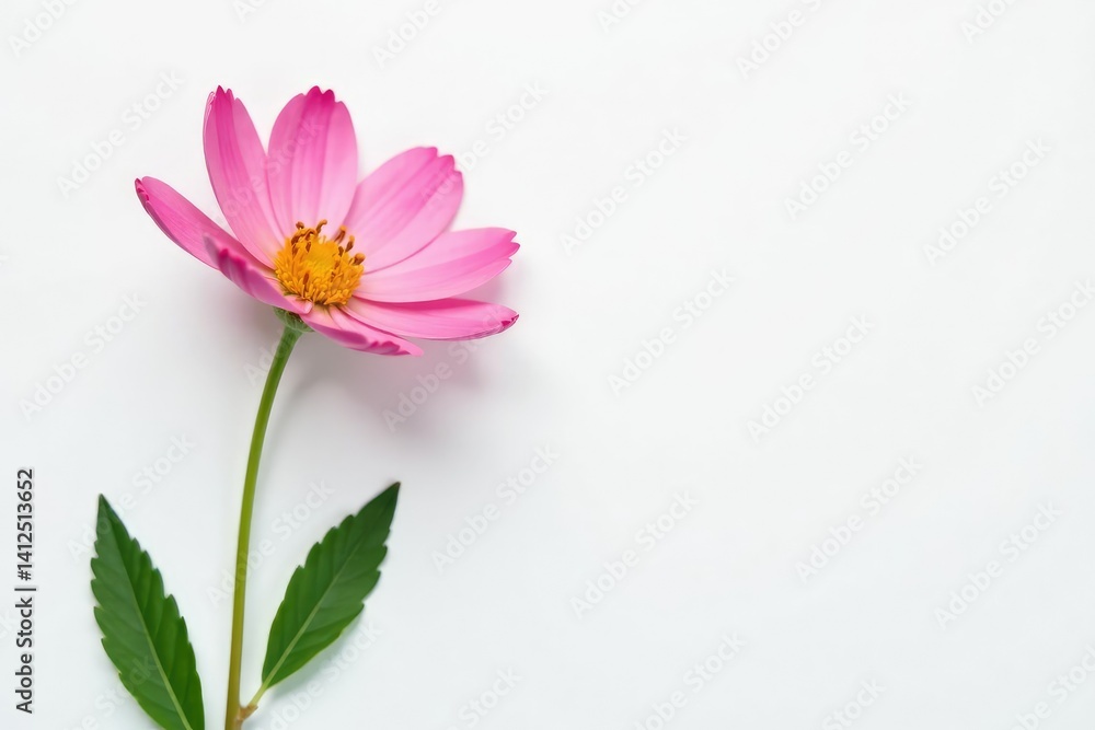 Obraz premium Shot of solitary wildflower on white backdrop, petals, flower