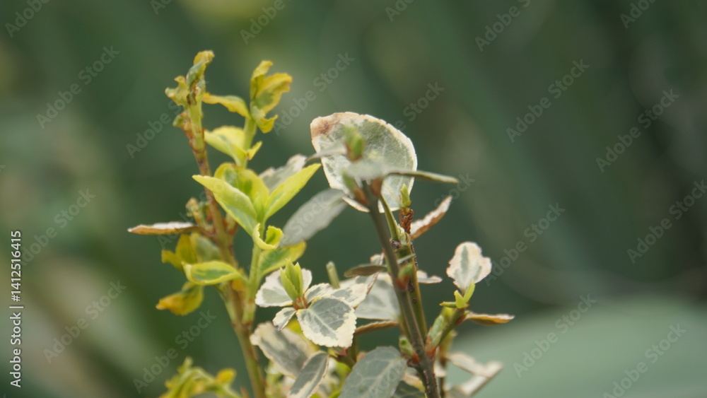Fototapeta premium A Beautiful and Delicate Green Plant Featuring Fresh New Growth and Lively Leaves