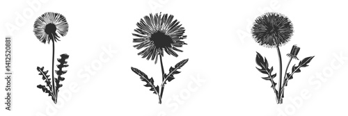 Dandelion Flower Silhouettes Set. Nature And Botanical Art Isolated Vector Illustration Collection