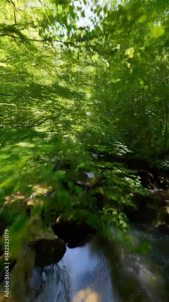 Camera is shooting the stream of flowing body of water in the lush summer forest Camera is shooting the stream of flowing body of water in the lush summer forest