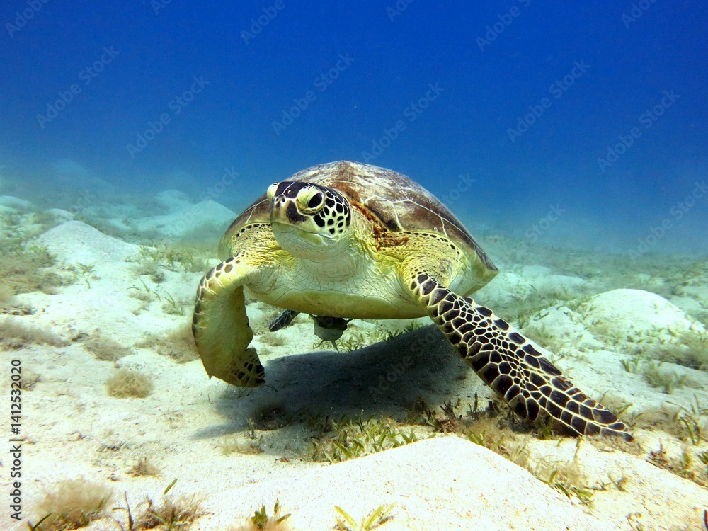 Fototapeta premium Red Sea | Egypt