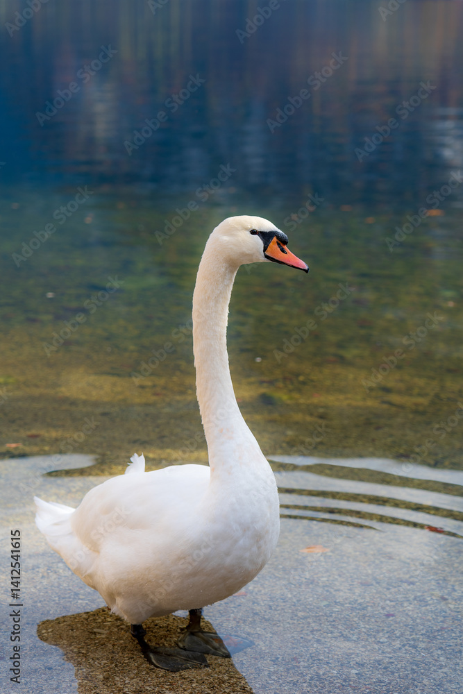Fototapeta premium swan on the lake