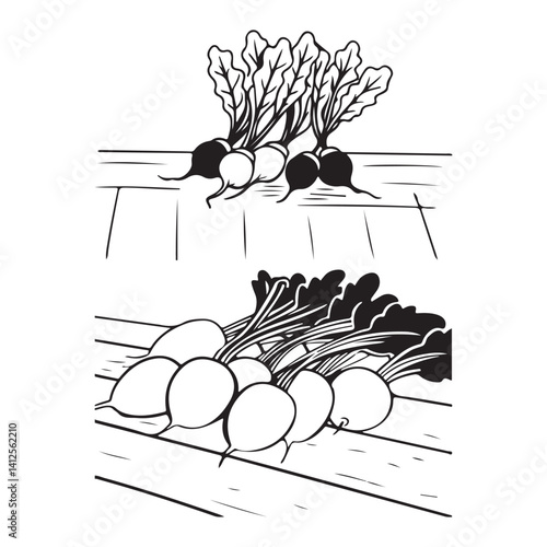 Fresh radishes vegetable