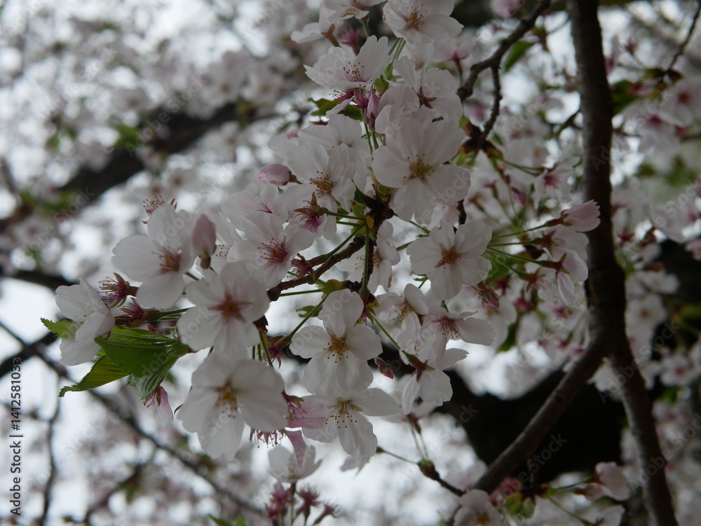 Fototapeta premium Sakura Cherry Blossoms in Japan