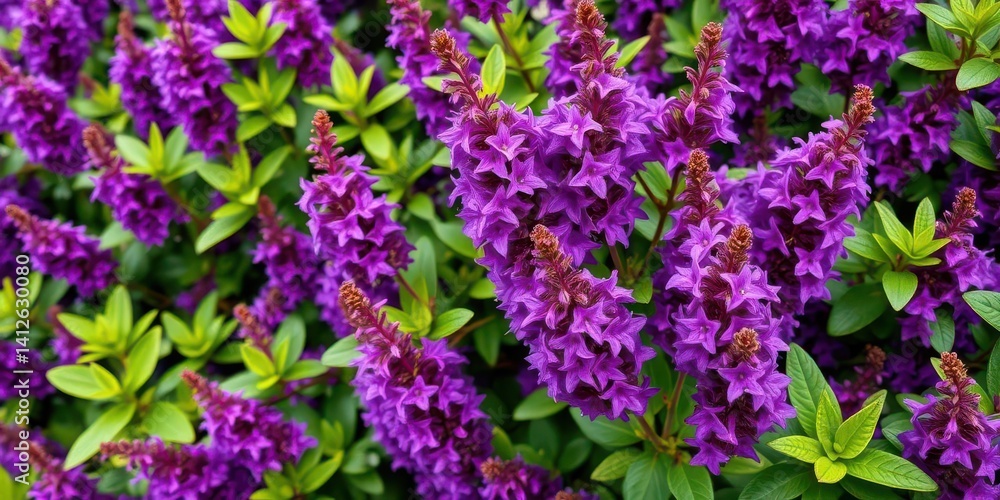 Purple Duranta flowers and vibrant green leaves sway gently in a natural breeze, garden, medicinal plant Purple Duranta flowers and vibrant green leaves sway gently in a natural breeze, garden, medicinal plant