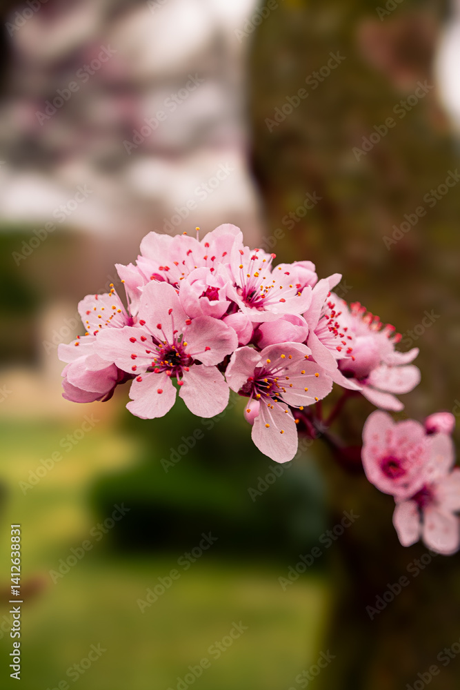 Fototapeta premium Pink flowers