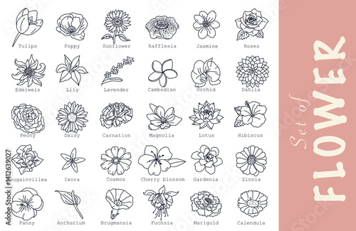 set of flowers. 30 vector illustration flowers and their flower names style line icons: tulip, poppy, sunflower, rafflesia, jasmine, roses, edelweiss, lily, lavender, gardenia, orchid, pansy, daisy
