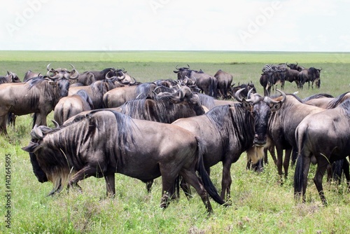 Photography Group of wildebeest