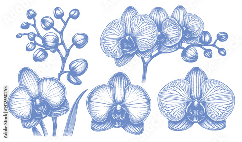 set of blue and white orchid flowers