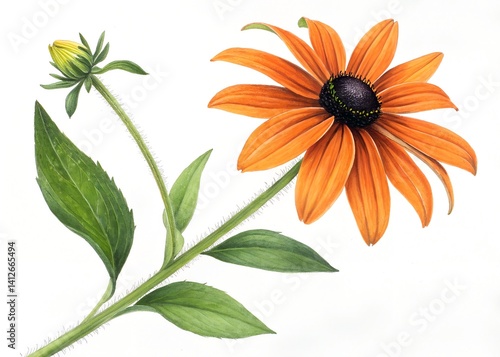 Single Orange Black Eyed Susan Flower with Green Leaves. white background