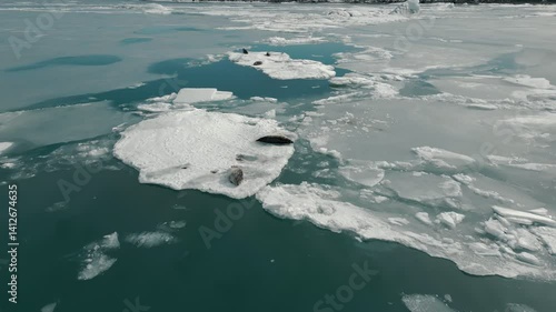Iceland Jökulsárlón Glacier Lagoon, Seals Relaxing on Icebergs in Still Water - 4K Drone Forward Cinematic Movement, Aerial View of the Lagoon with Arctic Wildlife, Vatnajökull National Park
