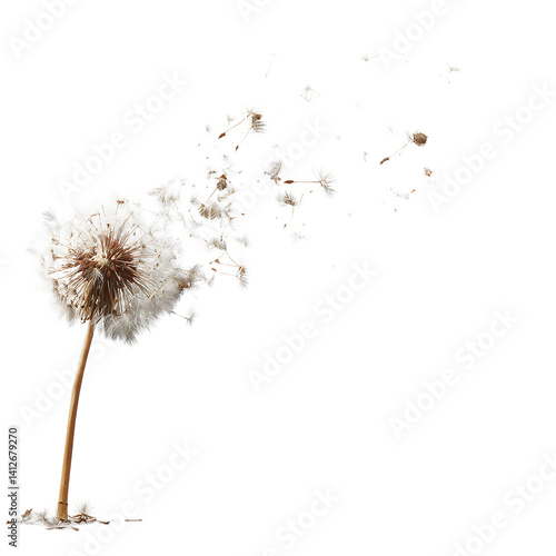 Wallpaper Mural Dandelion seeds blowing gently in the wind, isolated PNG format, transparent background, high-resolution, suitable for stock image use --v 7.0 Torontodigital.ca