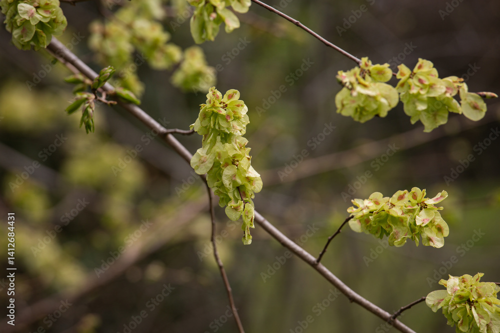 branch of a birch spring branch of a birch spring